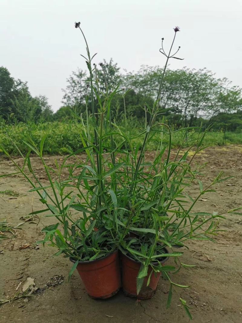批发柳叶马鞭草柳叶马鞭草基地直销一手货源视频看货