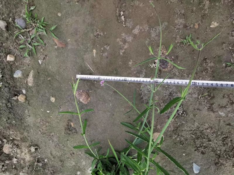批发柳叶马鞭草柳叶马鞭草基地直销一手货源视频看货