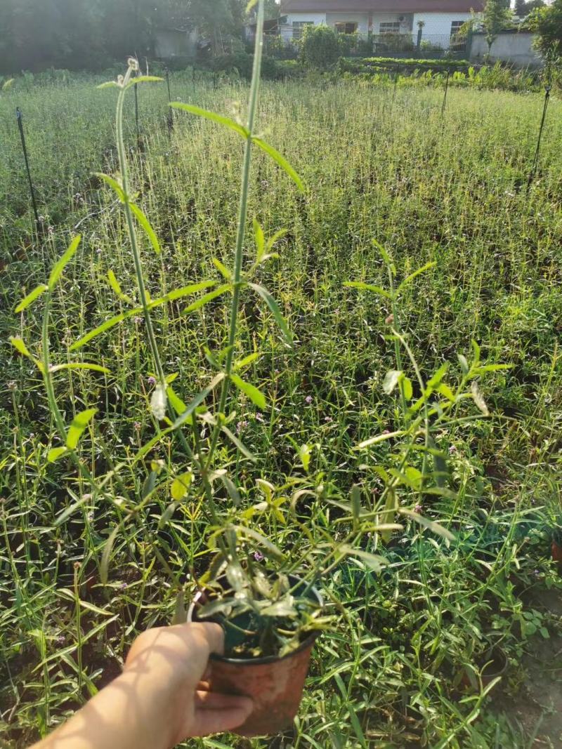批发柳叶马鞭草柳叶马鞭草基地直销一手货源视频看货