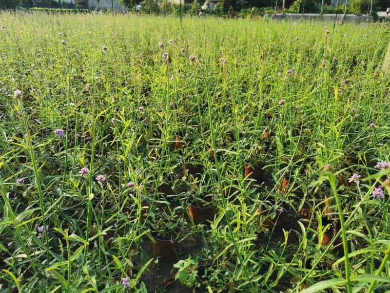批发柳叶马鞭草柳叶马鞭草基地直销一手货源视频看货