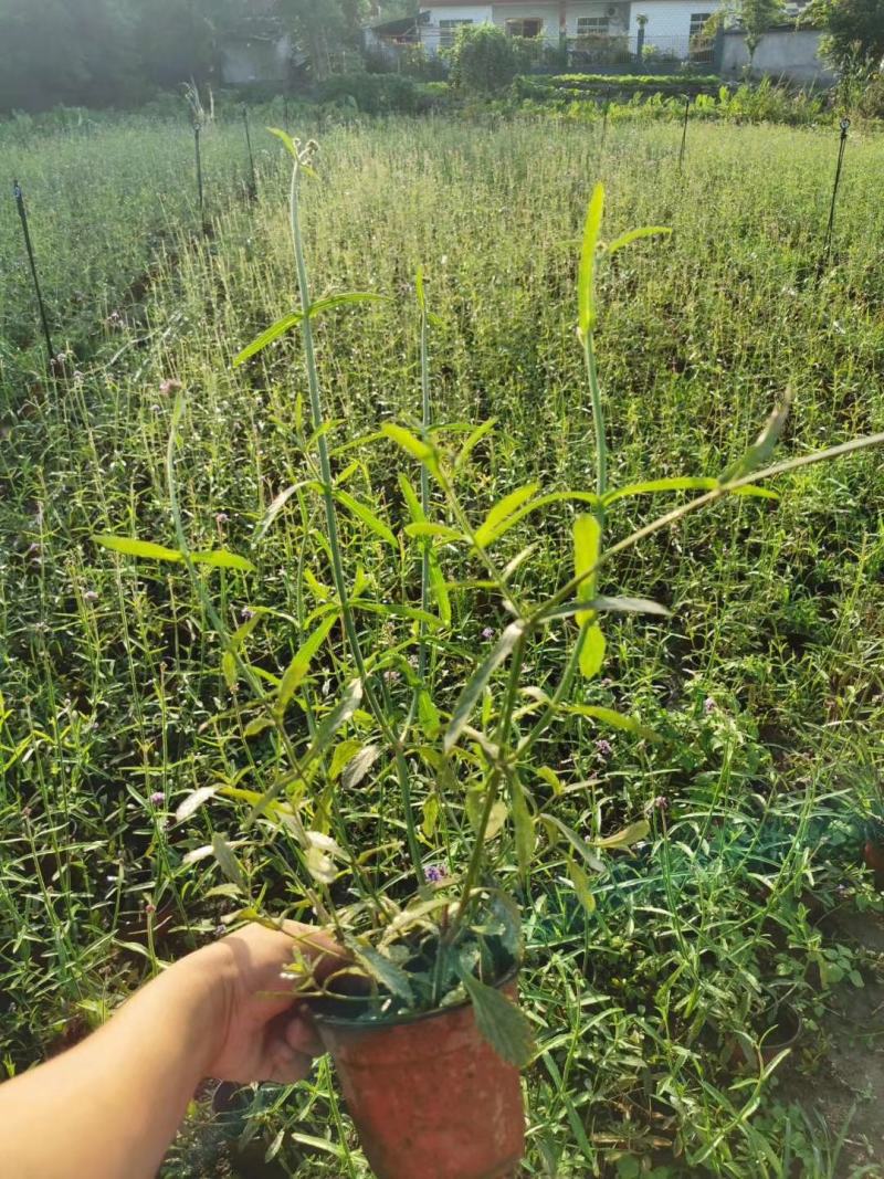 批发柳叶马鞭草柳叶马鞭草基地直销一手货源视频看货