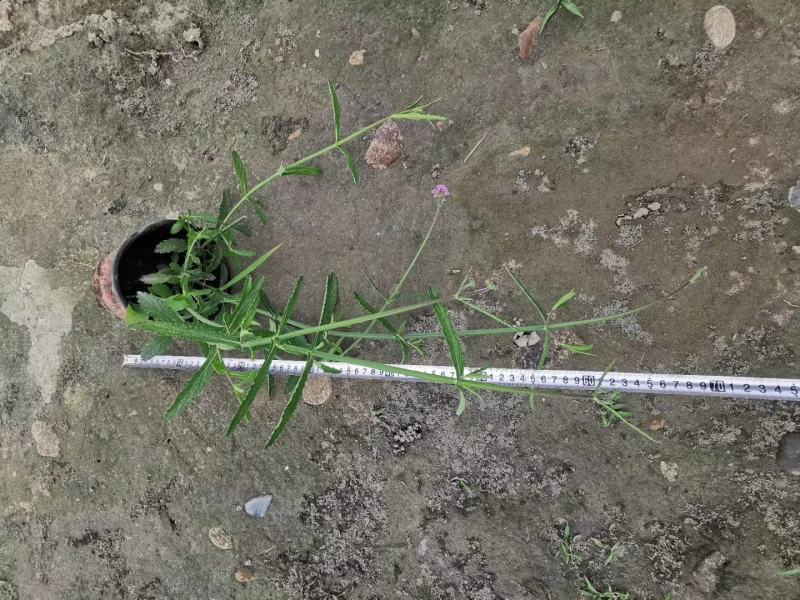 批发柳叶马鞭草柳叶马鞭草基地直销一手货源视频看货