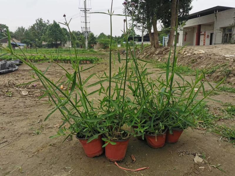 批发柳叶马鞭草柳叶马鞭草基地直销一手货源视频看货