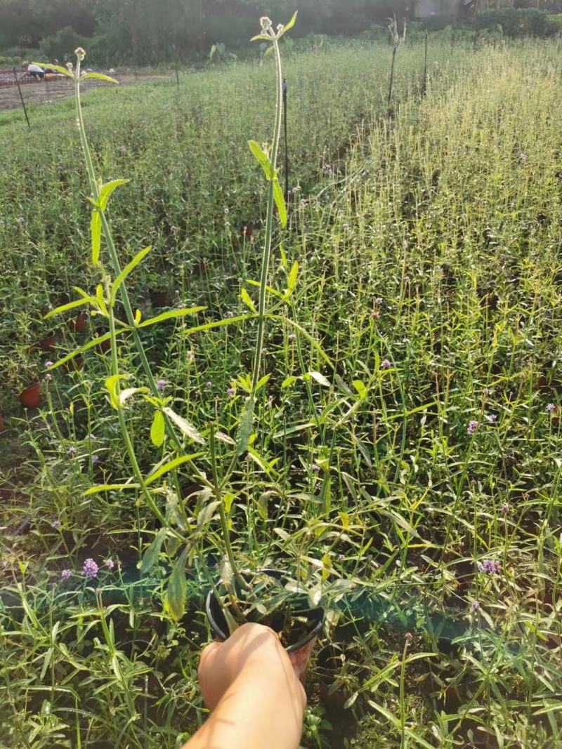 批发柳叶马鞭草柳叶马鞭草基地直销一手货源视频看货