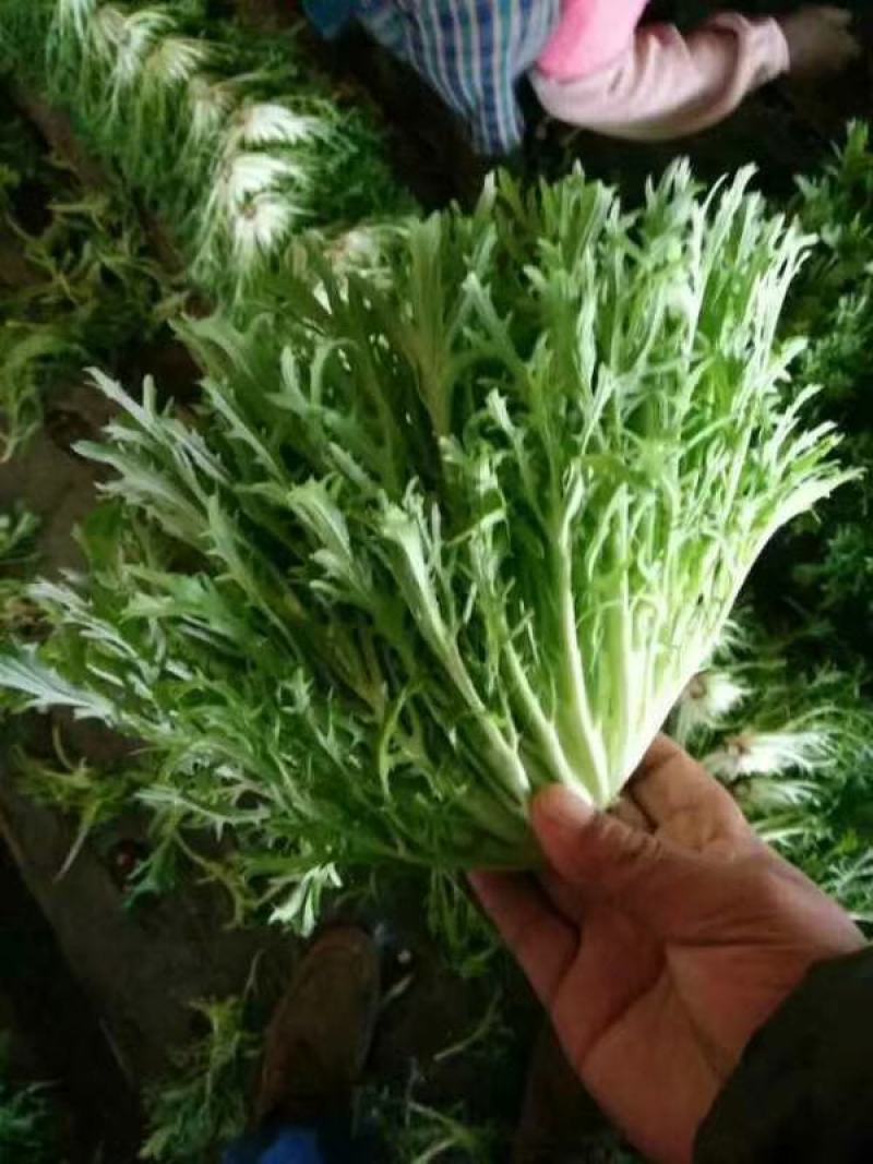 苦菊！青州优质苦菊热卖中，欢迎客户合作共赢！。