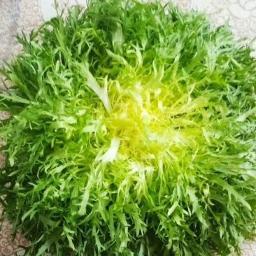 苦菊！青州优质苦菊热卖中，欢迎客户合作共赢！。
