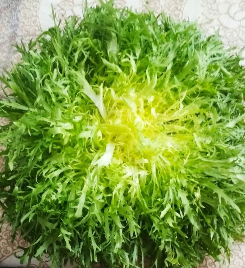 苦菊！青州优质苦菊热卖中，欢迎客户合作共赢！。