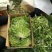 苦菊！青州优质苦菊热卖中，欢迎客户合作共赢！。
