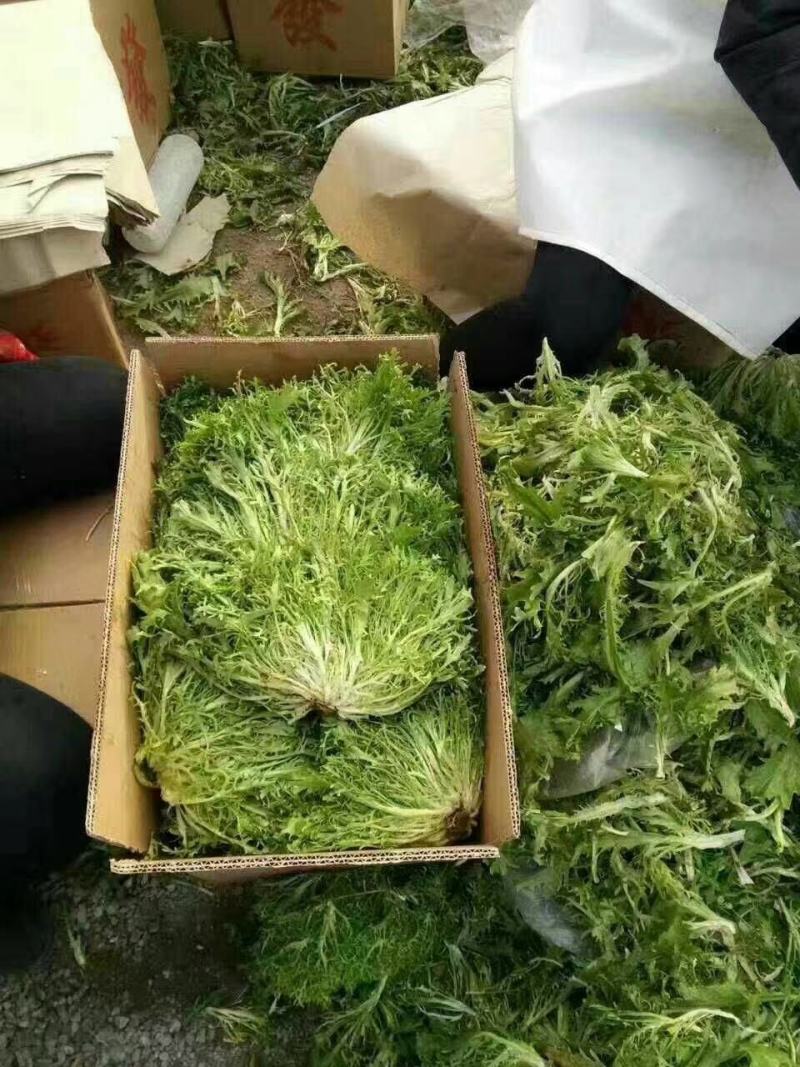 苦菊！青州优质苦菊热卖中，欢迎客户合作共赢！。