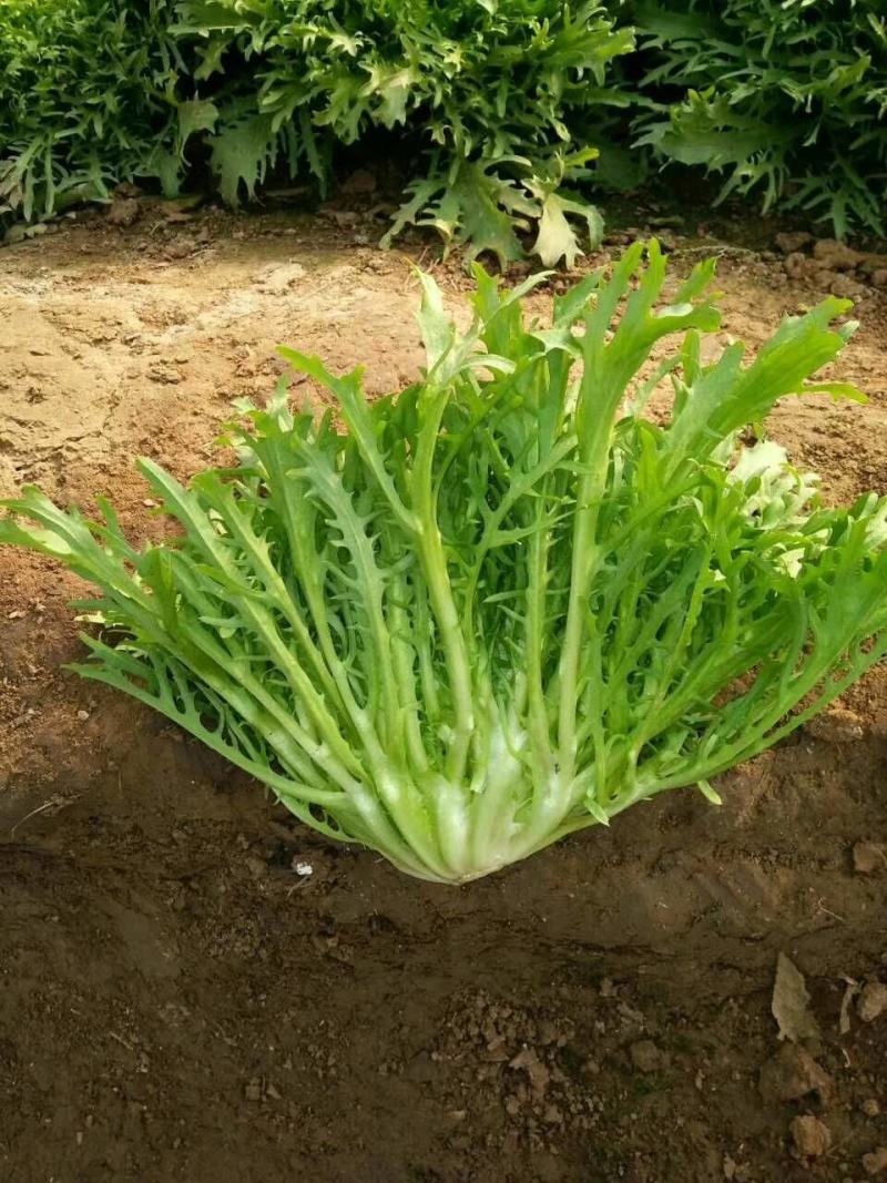苦菊！青州优质苦菊热卖中，欢迎客户合作共赢！。