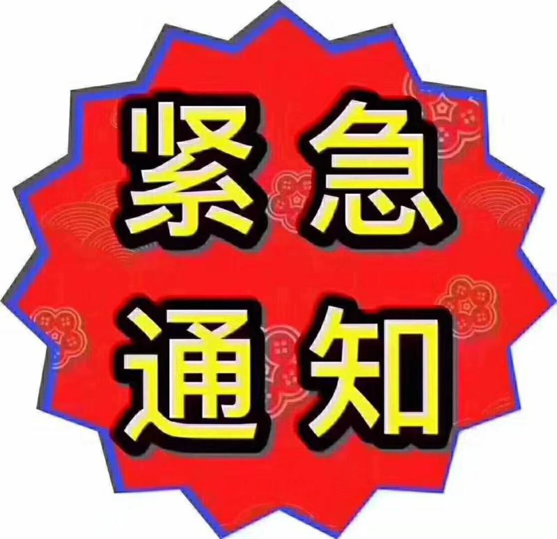 苦菊！青州优质苦菊热卖中，欢迎客户合作共赢！。