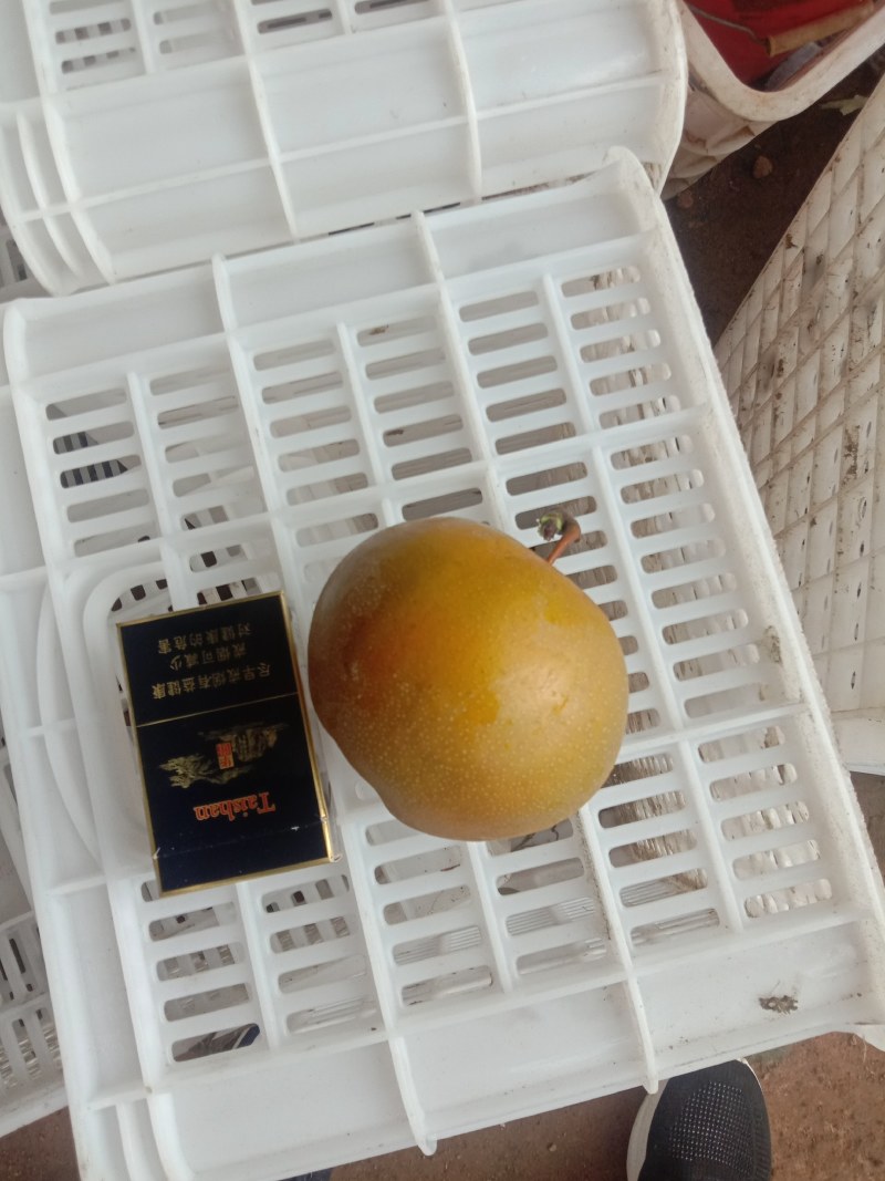 优质园黄梨大量上市基也直供