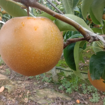 优质园黄梨大量上市基也直供