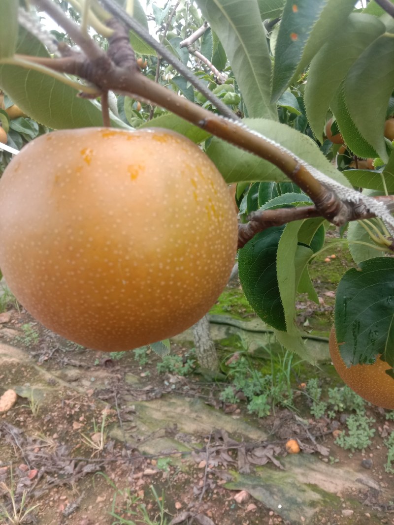 优质园黄梨大量上市基也直供