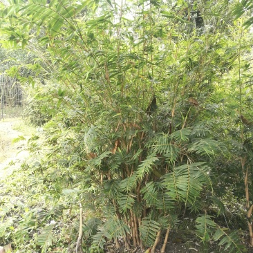 成都基地凤尾竹地苗，70-80公分，成都基地。