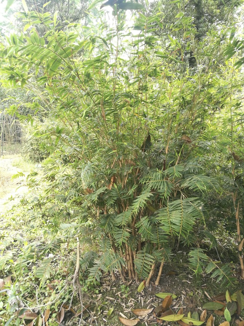 成都基地凤尾竹地苗，70-80公分，成都基地。