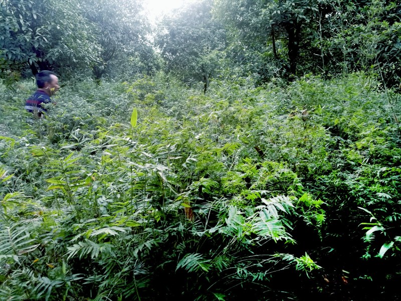 成都基地凤尾竹地苗，70-80公分，成都基地。