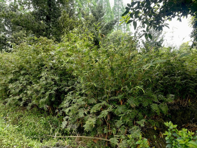 成都基地凤尾竹地苗，70-80公分，成都基地。