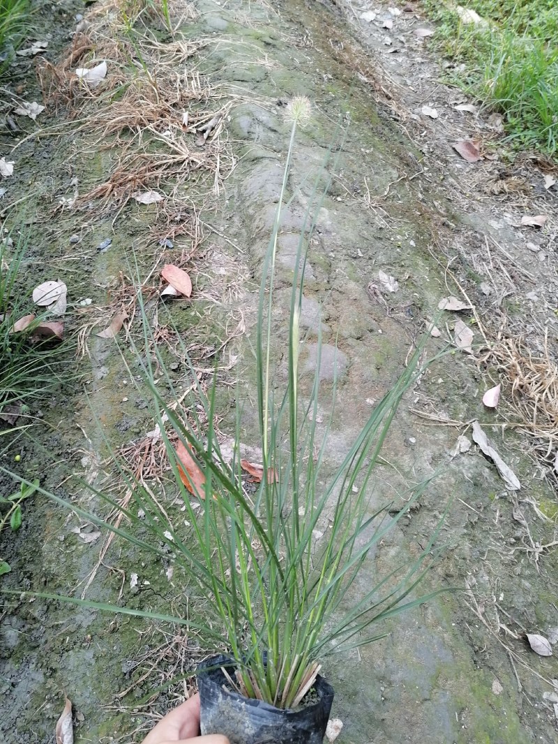 小兔子狼尾草杯苗40-50公分，成都基地直销。