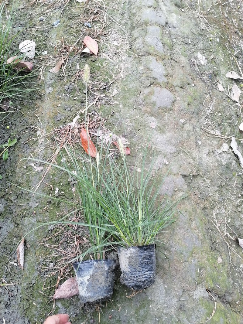 小兔子狼尾草杯苗40-50公分，成都基地直销。