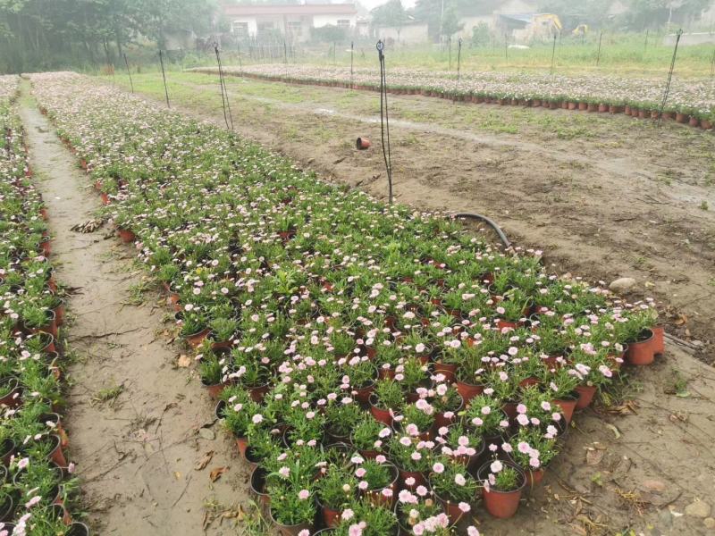 成都批发玛格丽特玛格丽特杯苗基地直销一手货源