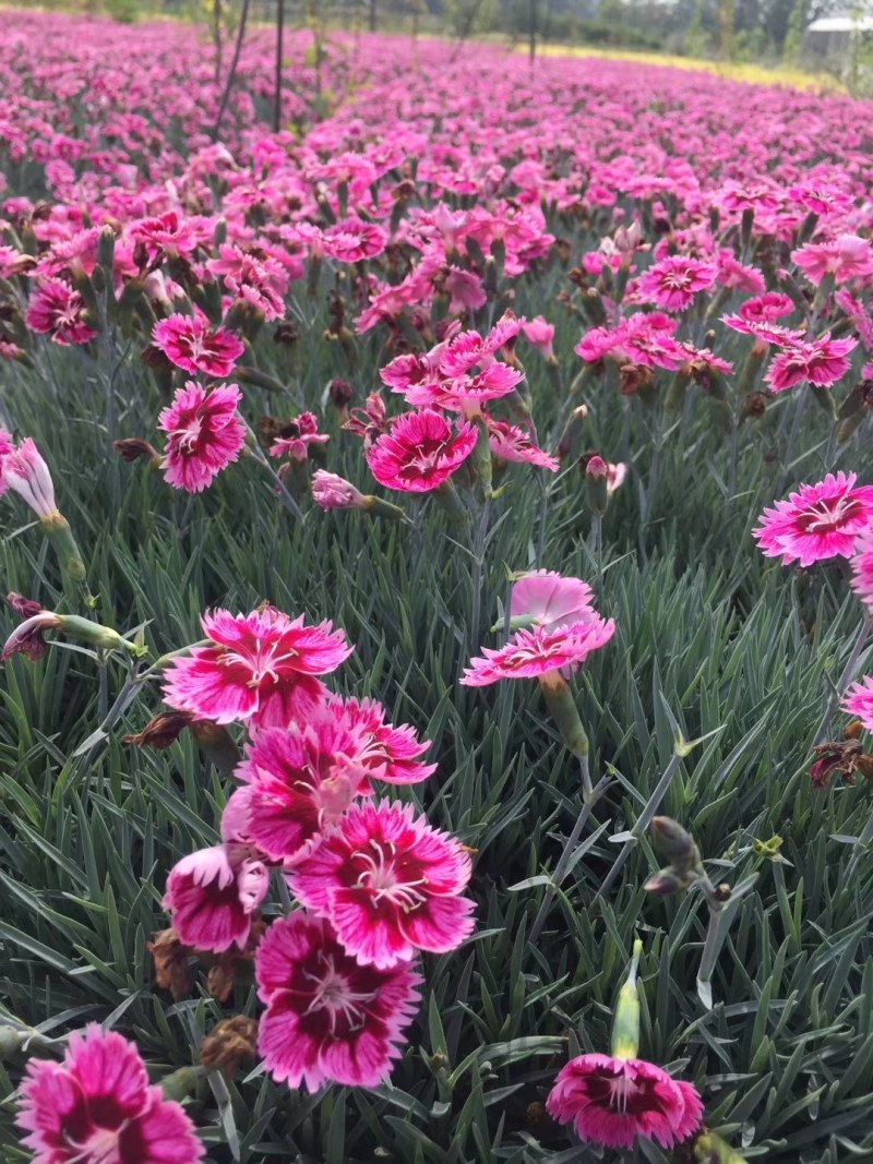 彩虹石竹杯苗地苗40-50公分高，成都基地直销。