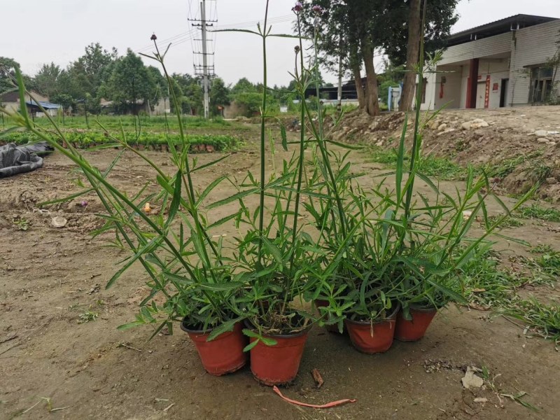 柳叶马鞭草杯苗40-50公分，成都基地直销。
