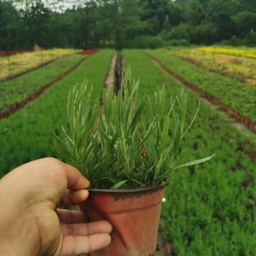 薰衣草双色杯杯苗10-15公分，成都基地。