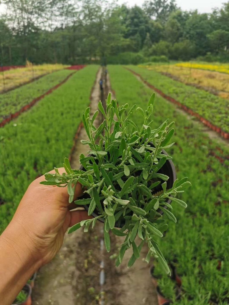 薰衣草双色杯杯苗10-15公分，成都基地。