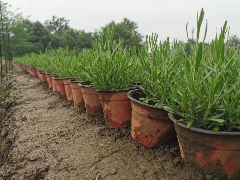 薰衣草双色杯杯苗10-15公分，成都基地。