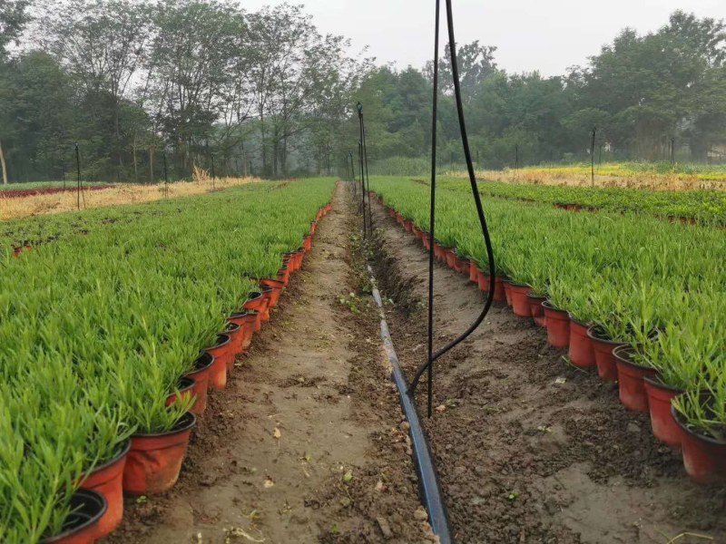 薰衣草双色杯杯苗10-15公分，成都基地。