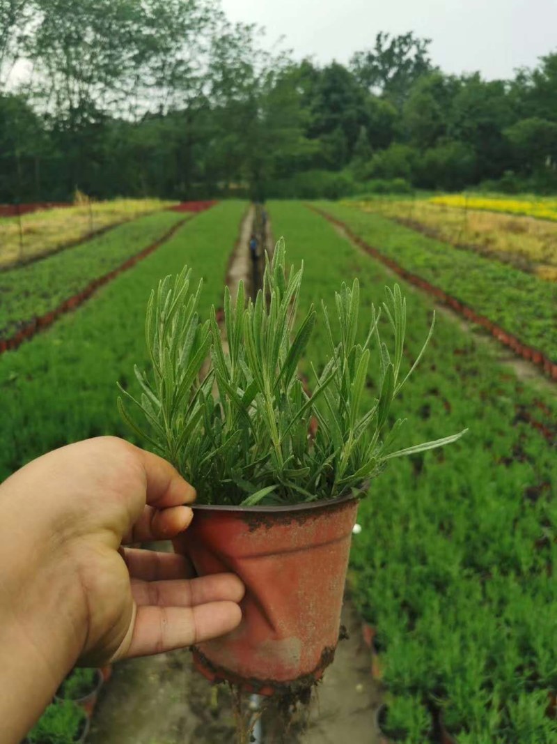薰衣草双色杯杯苗10-15公分，成都基地。