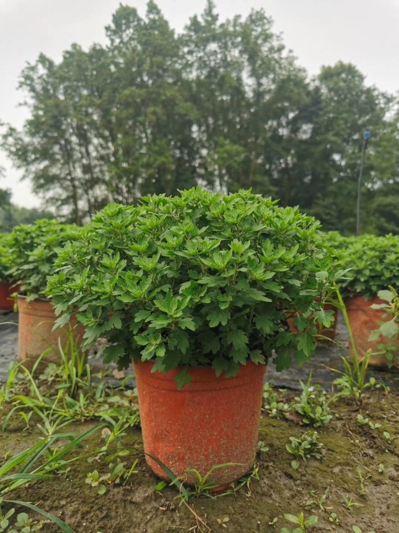 球形菊双色杯杯苗15-20公分，成都基地。