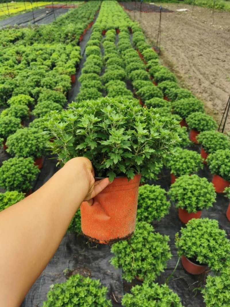球形菊双色杯杯苗15-20公分，成都基地。