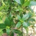 野生草珊瑚