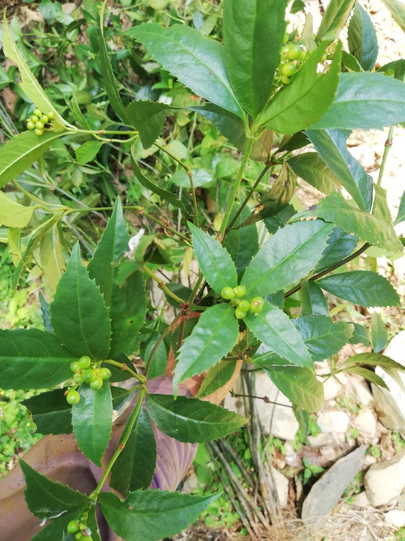 野生草珊瑚