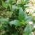 野生草珊瑚