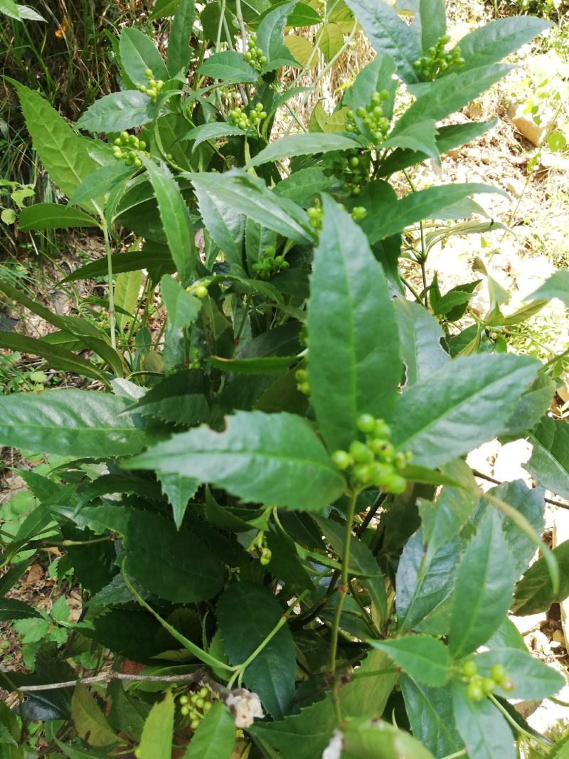 野生草珊瑚