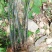 野生草珊瑚