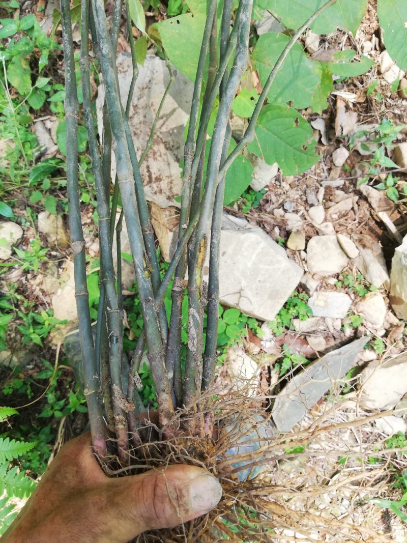 野生草珊瑚