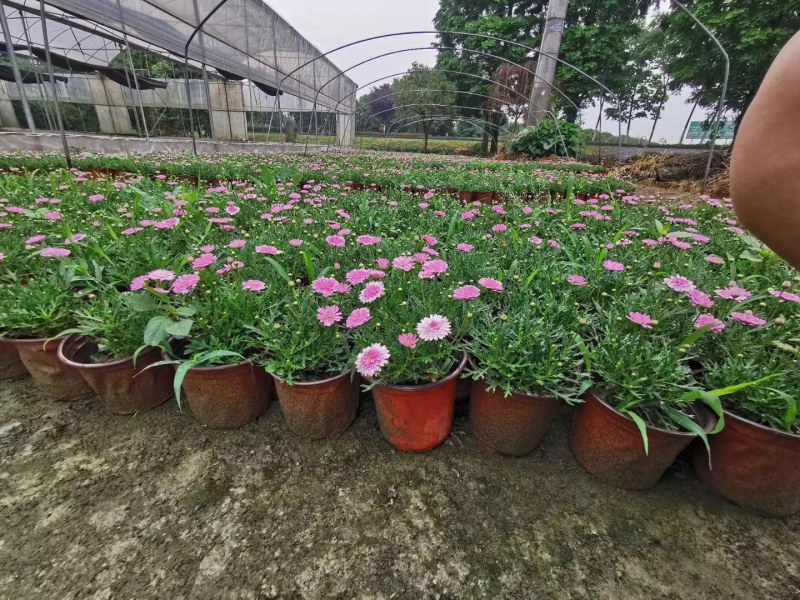 玛格丽特双色杯杯苗15-20公分，保质保量，量大从优。