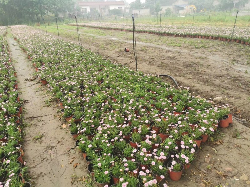 玛格丽特双色杯杯苗15-20公分，保质保量，量大从优。