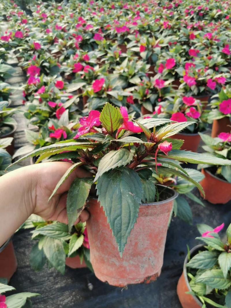 成都批发桑贝斯凤仙桑贝斯凤仙花杯苗基地直销一手货源