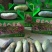 八月瓜100g～200克