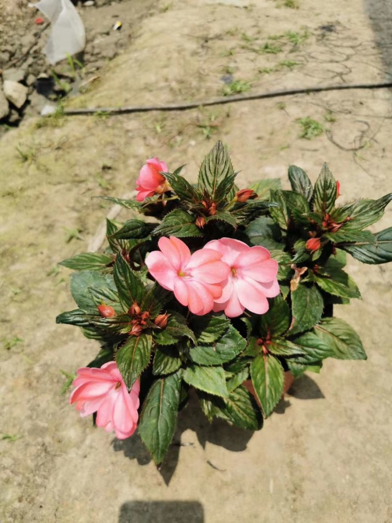 桑贝斯凤仙杯苗15-20公分，大红花，粉色花，玫红花。