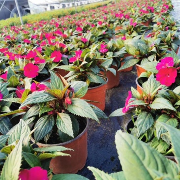 桑贝斯凤仙杯苗15-20公分，大红花，粉色花，玫红花。