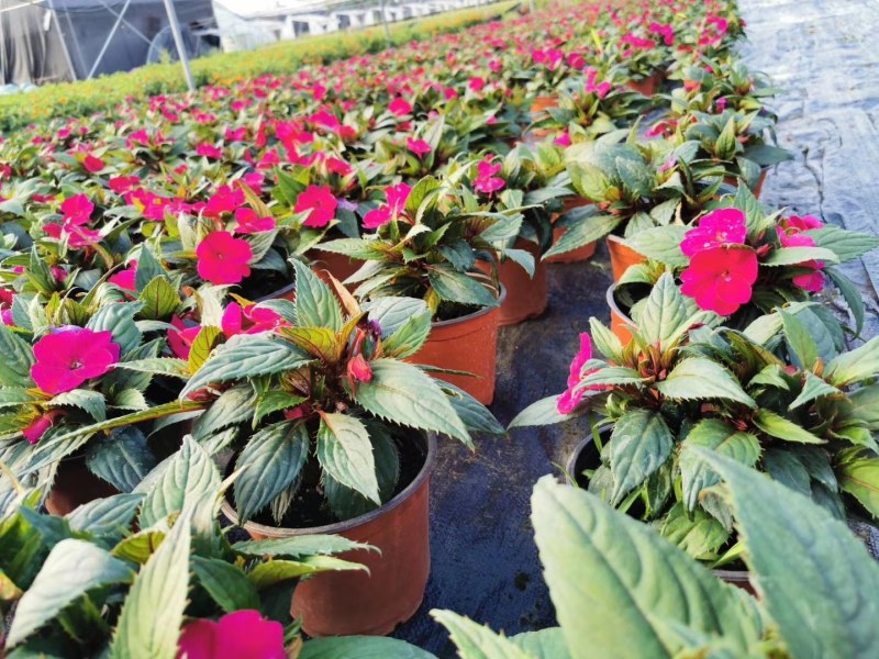 桑贝斯凤仙杯苗15-20公分，大红花，粉色花，玫红花。