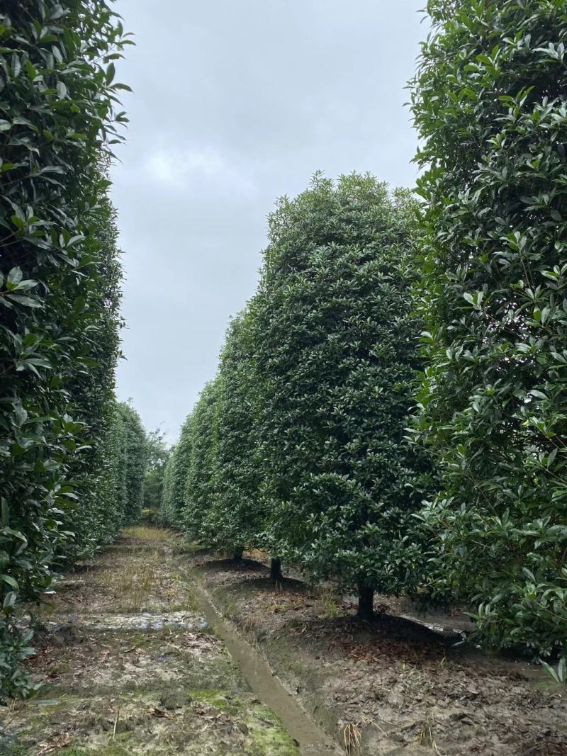 成都批发桂花柱基地直销一手货源视频看货保质保量