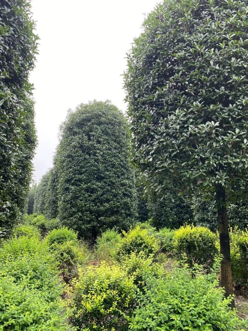 成都批发桂花柱基地直销一手货源视频看货保质保量