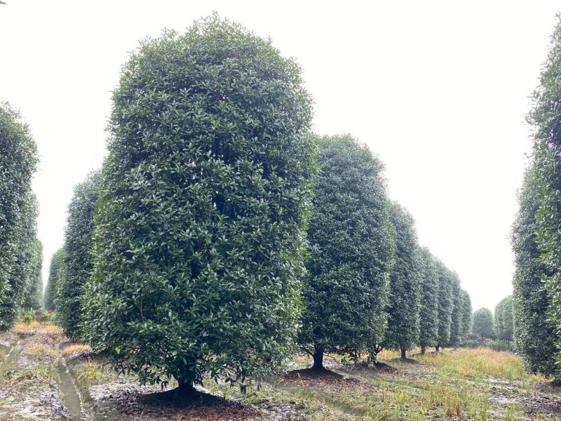 成都批发桂花柱基地直销一手货源视频看货保质保量